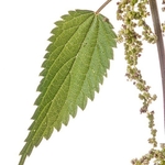 Common Nettle (Urtica dioica) MYN