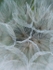 Goat's Beard Clock, Centre
