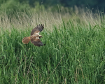 Marsh Harrier flying, reed level, Otmoor RSPB