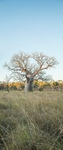 Boab tree verticle panorama