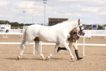 Class 208 - IH Veteran Horse portfolio