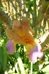 Iris 1052