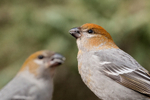 Pine Grosbeak 9914