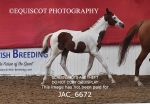 JAC_6672