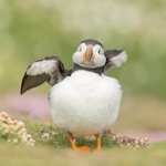 Puffin Puff SD2026