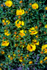 flower-26