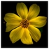 Flowers - Studio Series-7