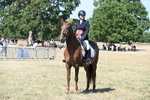 Class 38 Ridden Riding Horse/Pony portfolio
