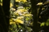Leaves in Sunlight