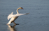 Mute Swan