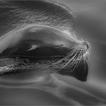 1st Gary Mayhew Snoozing Seal