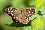 Speckled Wood Butterfly
