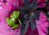 Frog with Colour 3