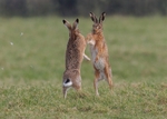 Brown Hare