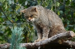 Scottish Wildcat