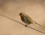 Robin