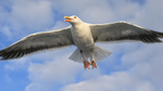 Herring Gull (adult) above boat, Flatanger, Norway