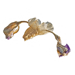 01 Bearded Iris after flowering