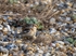 Snow Bunting