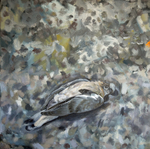 Pigeon 18in x18in Oil