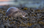 Otter - Lutra lutra