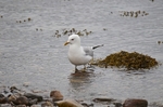 Common Gull