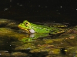Edible Frog