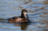 Tufted Duck