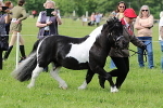 SIAL3132