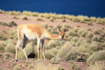 Adult Vicuna looks up from feeding, Laguna Miscanti, Chile