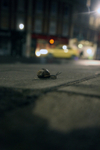Urban snail at night in a Bristol Street