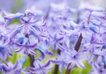 10th March Hyacinths