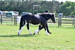 SBM_10131