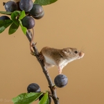Sloe Mouse SD2026