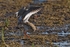 Redshanks (Tringa totanus) mating