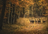 Woodland Deer