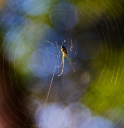 AnimalsCreatures _0097