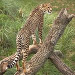 Cheetah
