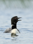 Common Loon calling, Minnesota, USA
