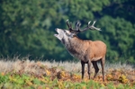 Red Deer