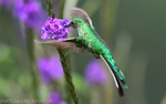 Green-Tailed Trainbearer