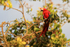 Scarlet Macaw perched late afternoon, Drake Bay, Costa Rica
