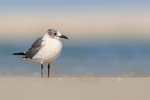 Laughing Gull not in full breeding plumage, Fort De Soto, Florida