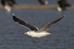 Great Black-backed Gull in flight low over Brownsea lagoon
