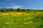 Dadia-Lefkimi-Soufli Forest, East Macedonia and Thrace, Greece