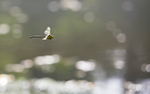Southern Hawker Dragonfly, Cheshire