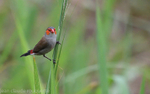 Orange-cheeked Waxbill