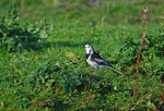Pied Wagtail