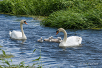 Mute Swans & Cygnets - Broad Water 2020 - No.7