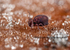 Dicyrtoma fusca (m)